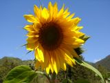 Sonnenblume (2)